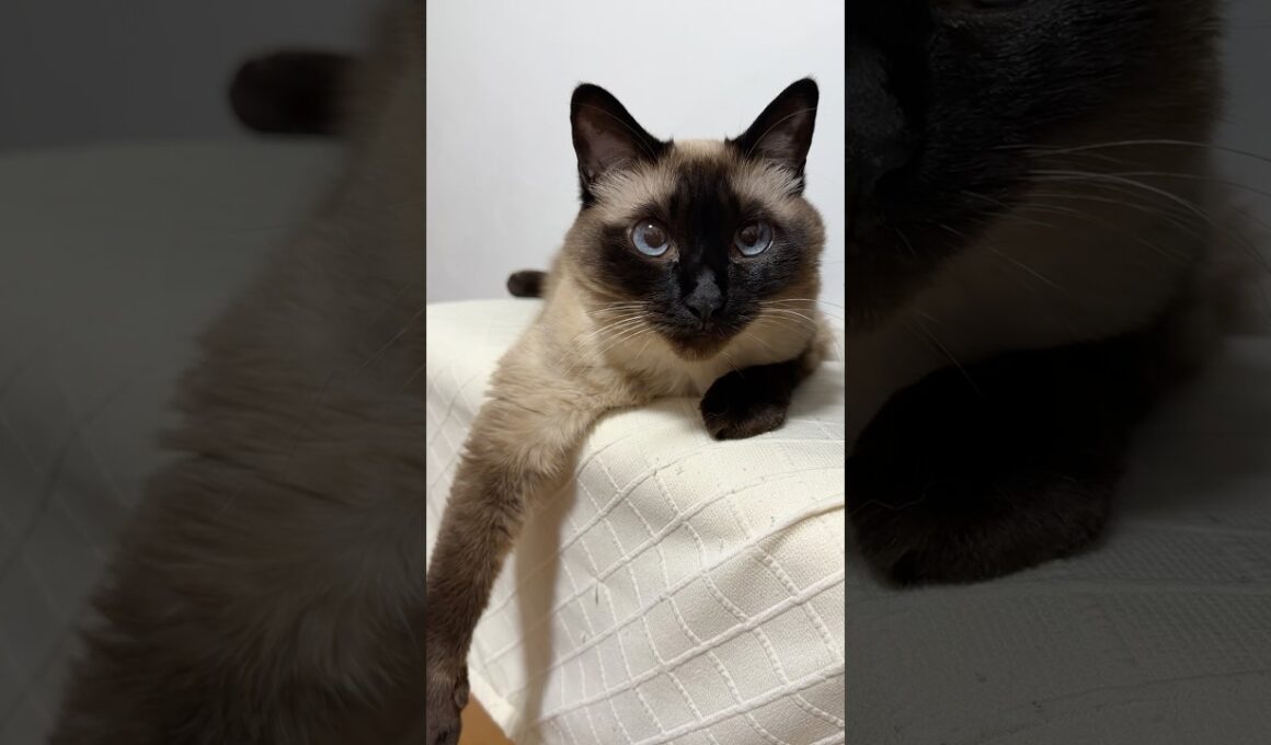 シャム猫のふくさん【たぬき猫】 #cat #しゃむねこ #猫のいる暮らし #猫好きさんと繋がりたい #ねこ #cutecat #cat