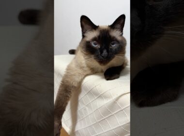 シャム猫のふくさん【たぬき猫】 #cat #しゃむねこ #猫のいる暮らし #猫好きさんと繋がりたい #ねこ #cutecat #cat