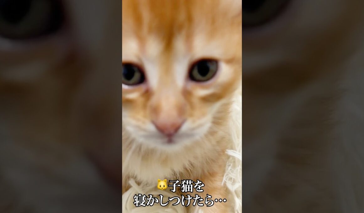 🐱子猫の寝かしつけ失敗   #cat #kitten #猫 #子猫 #ねこ #こねこ  #shorts  #猫のいる暮らし