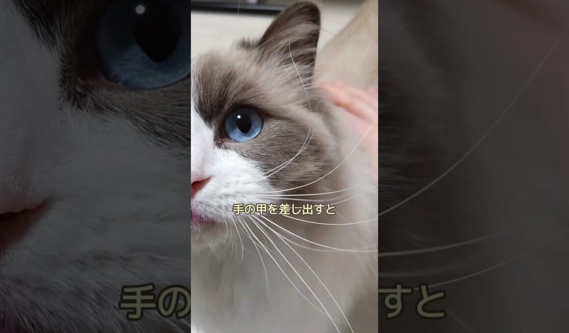 スリスリはしないけど...　#shorts#ragdoll