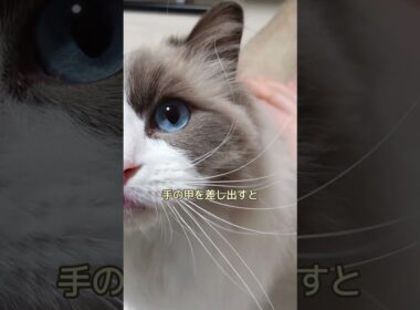 スリスリはしないけど...　#shorts#ragdoll