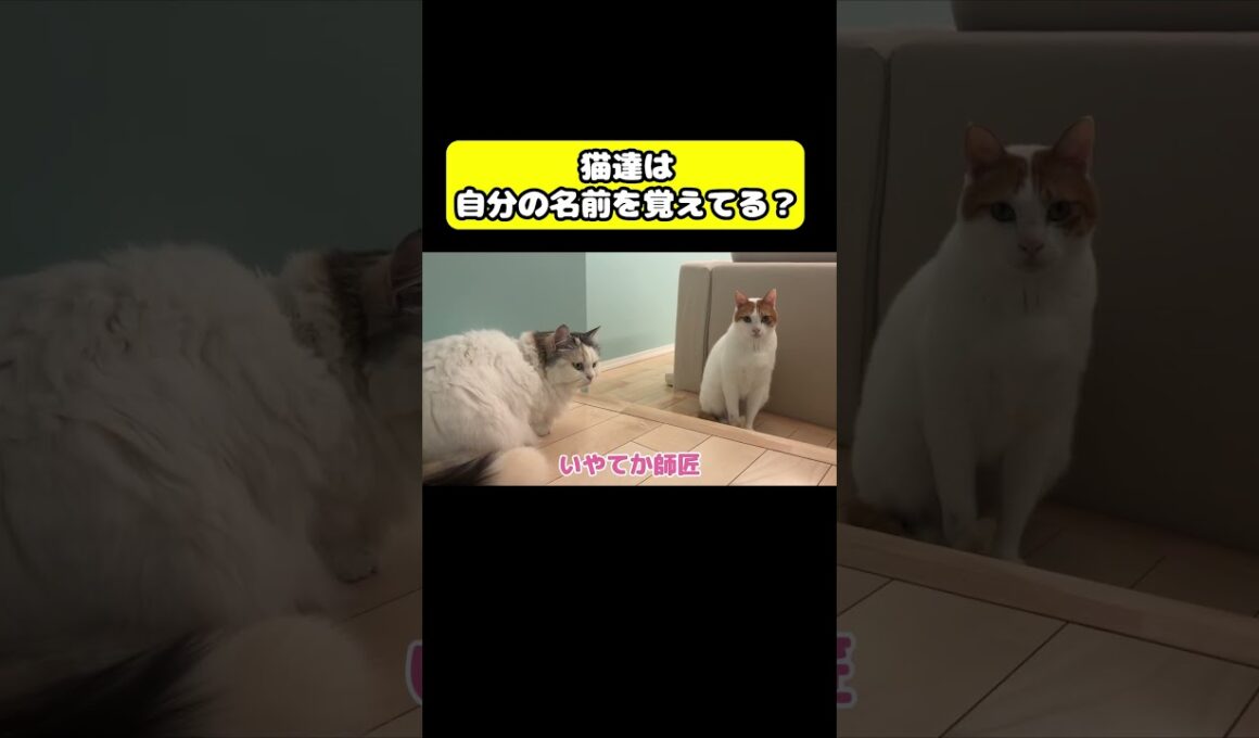猫達は自分の名前を覚えてる？#猫 #おもしろ #アテレコ #ニャンチューバーつくし
