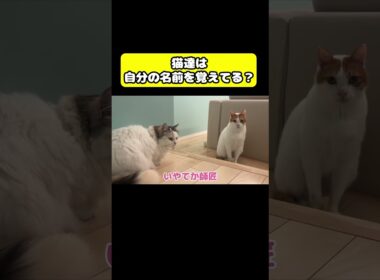 猫達は自分の名前を覚えてる？#猫 #おもしろ #アテレコ #ニャンチューバーつくし