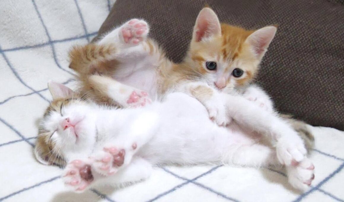 強制退場させられた暴れん坊子猫がこちら【赤ちゃん猫　保護猫】