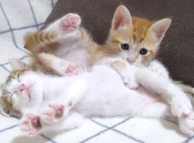 強制退場させられた暴れん坊子猫がこちら【赤ちゃん猫　保護猫】