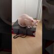 紙袋の上が好きな猫アレクサンドラ【スフィンクス】