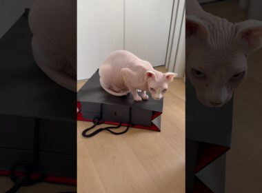 紙袋の上が好きな猫アレクサンドラ【スフィンクス】