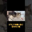 甘え方が独特な猫がかわいすぎたw #ネコ #cat  #ねこ #猫のいる生活 #shorts #アメショ #ノルウェージャンフォレストキャット #アメリカンショートヘア #猫のいる暮らし