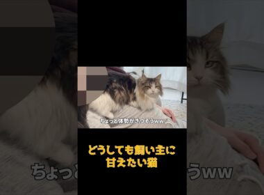 甘え方が独特な猫がかわいすぎたw #ネコ #cat  #ねこ #猫のいる生活 #shorts #アメショ #ノルウェージャンフォレストキャット #アメリカンショートヘア #猫のいる暮らし