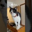 #ロックオンされた！ #ねこ #cat