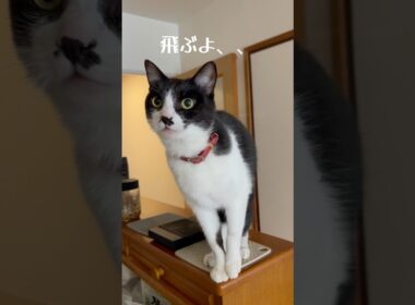 #ロックオンされた！ #ねこ #cat