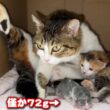 胎盤臍の緒が付いた子猫を無関係の母猫に預けてみました