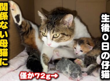 胎盤臍の緒が付いた子猫を無関係の母猫に預けてみました