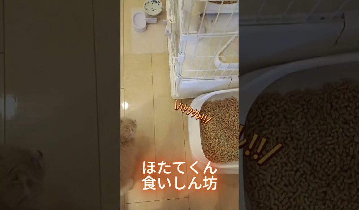 食べるの大好きほたてくん #ラガマフィン  #猫  #ねこのいる日常  #猫好きさんと繋がりたい