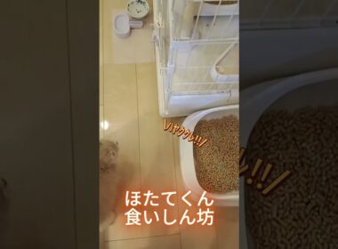 食べるの大好きほたてくん #ラガマフィン  #猫  #ねこのいる日常  #猫好きさんと繋がりたい