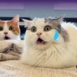 GW終了で絶望する猫たち