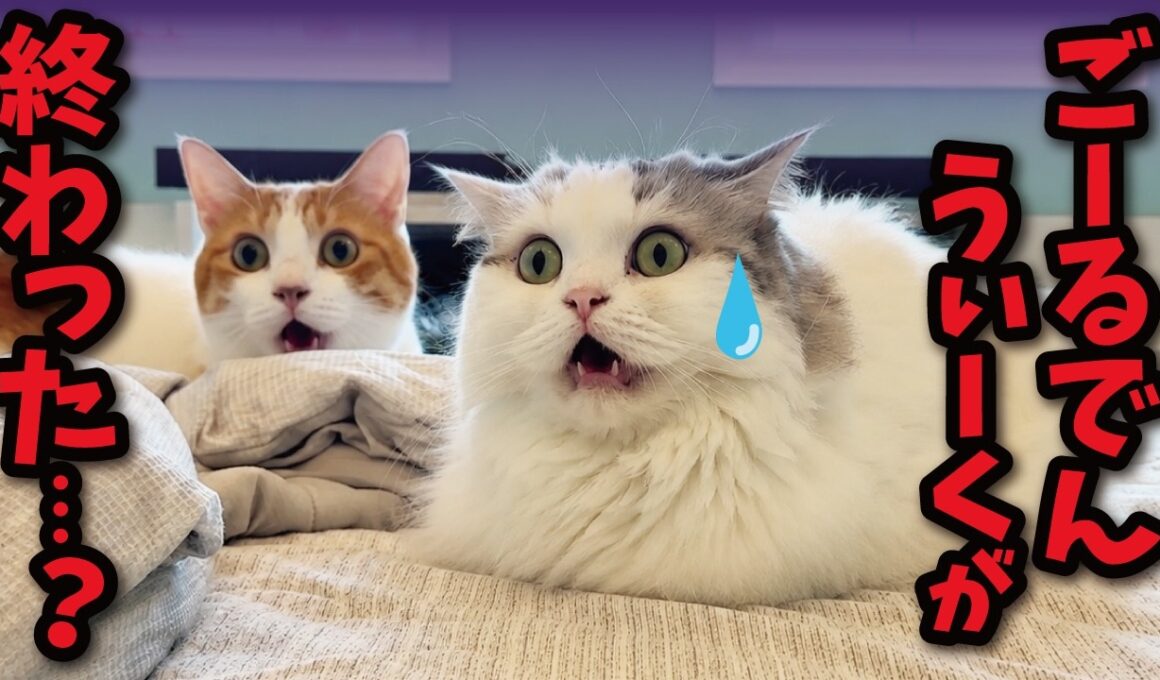 GW終了で絶望する猫たち
