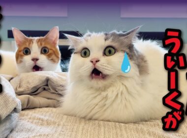 GW終了で絶望する猫たち