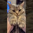 【もふもふ】うさぎのような姫ﾁｮﾘﾝが可愛すぎて大騒ぎ...www #cat #猫