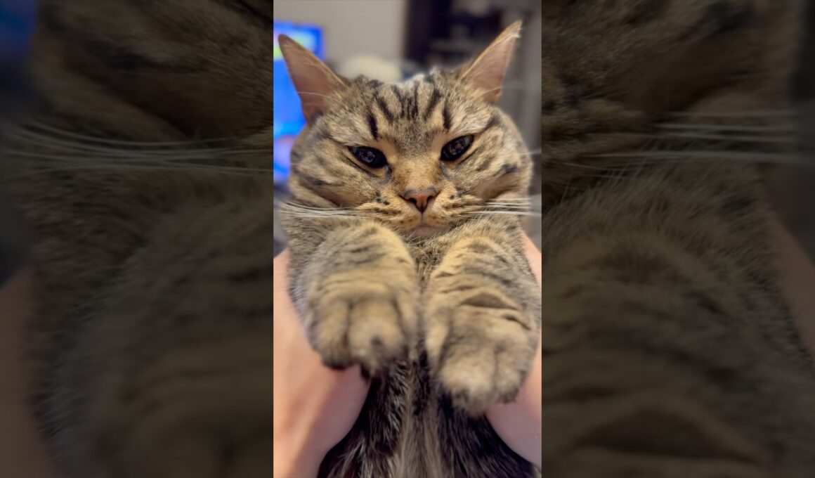 【もふもふ】うさぎのような姫ﾁｮﾘﾝが可愛すぎて大騒ぎ...www #cat #猫