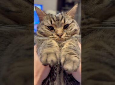 【もふもふ】うさぎのような姫ﾁｮﾘﾝが可愛すぎて大騒ぎ...www #cat #猫