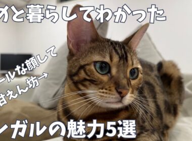 #36 【ベンガル】あめと暮らしてわかった野生味あふれる（？）ベンガルの魅力5選！甘えん坊、いたずらっ子🐾