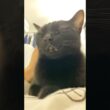お腹の上ですやすや💤黒猫ボンベイ　#cat #ねこのいる暮らし #ねこ #ねこのいる生活 #ねこ動画 #猫好きさんと繋がりたい #かわいい #癒やし #甘えん坊