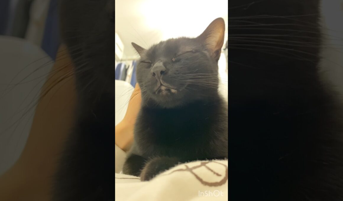 お腹の上ですやすや💤黒猫ボンベイ　#cat #ねこのいる暮らし #ねこ #ねこのいる生活 #ねこ動画 #猫好きさんと繋がりたい #かわいい #癒やし #甘えん坊