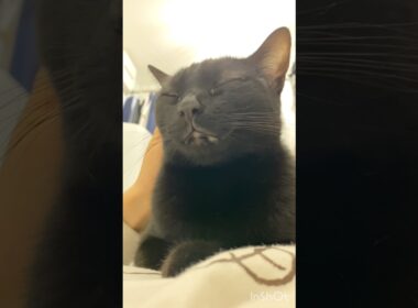 お腹の上ですやすや💤黒猫ボンベイ　#cat #ねこのいる暮らし #ねこ #ねこのいる生活 #ねこ動画 #猫好きさんと繋がりたい #かわいい #癒やし #甘えん坊