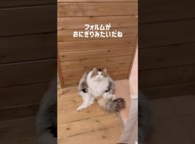 おにぎりみたいなノエル（えったん）🍙 #ノルウェージャンフォレストキャット #cat #猫 #デカ猫