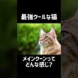 メインクーンのクールレベルは異常だった #cat #猫のいる暮らし #猫動画 #メインクーン #shorts