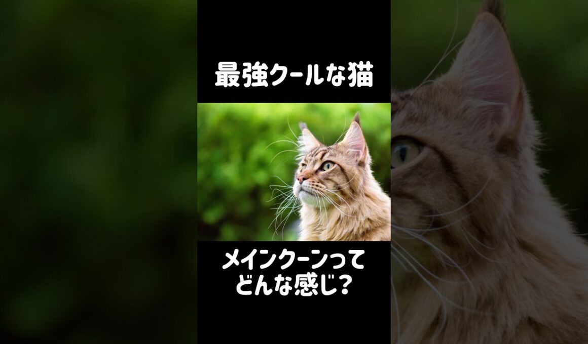メインクーンのクールレベルは異常だった #cat #猫のいる暮らし #猫動画 #メインクーン #shorts
