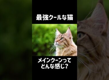 メインクーンのクールレベルは異常だった #cat #猫のいる暮らし #猫動画 #メインクーン #shorts