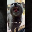 【ロシアンブルー】今朝のめろんは...何だか落ち着かない😗【猫】#shorts