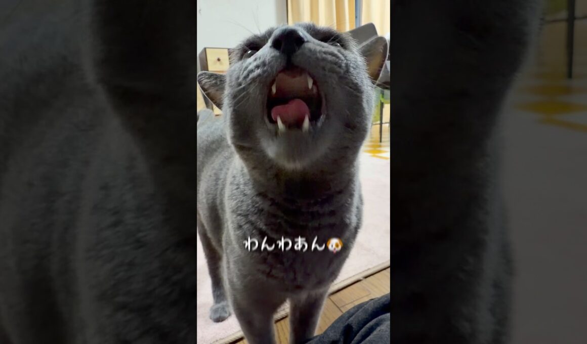 【ロシアンブルー】今朝のめろんは...何だか落ち着かない😗【猫】#shorts