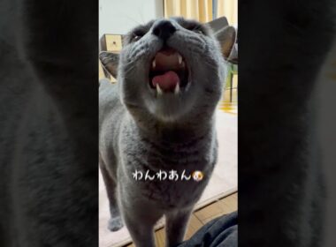 【ロシアンブルー】今朝のめろんは...何だか落ち着かない😗【猫】#shorts