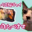 お寿司はお好きですか？スフィンクス猫とお寿司を食べます