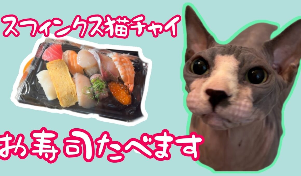 お寿司はお好きですか？スフィンクス猫とお寿司を食べます