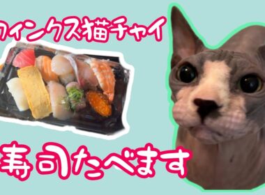 お寿司はお好きですか？スフィンクス猫とお寿司を食べます