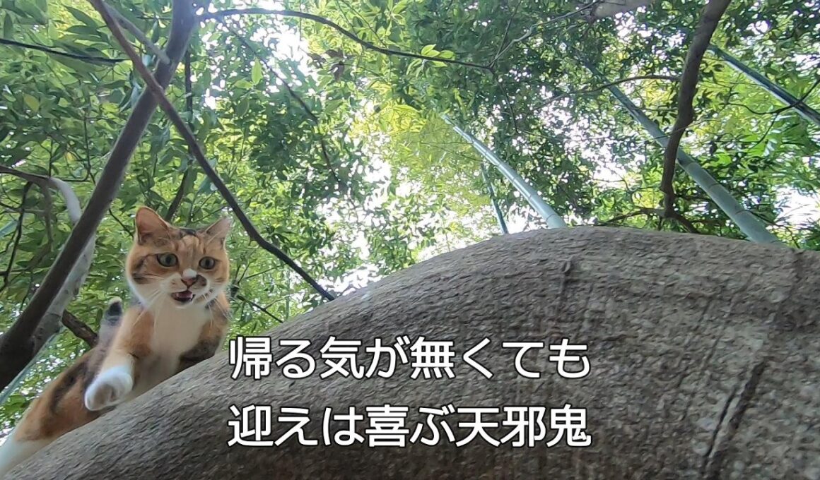 裏山まで父が迎えに来てくれて子供の様に喜ぶ娘猫