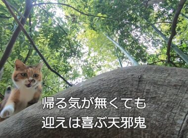 裏山まで父が迎えに来てくれて子供の様に喜ぶ娘猫