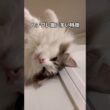 ハチワレ猫の特徴#shorts #ハチワレ #猫 #cat #ノルウェージャンフォレストキャット