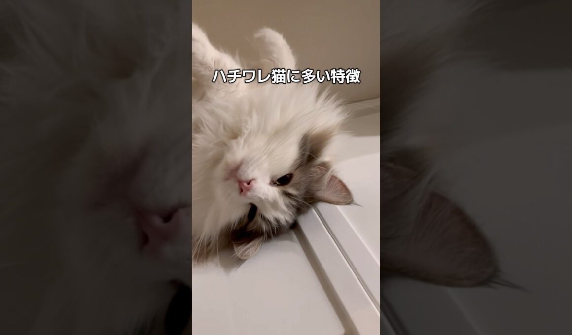 ハチワレ猫の特徴#shorts #ハチワレ #猫 #cat #ノルウェージャンフォレストキャット