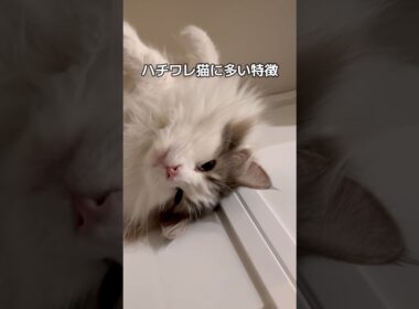 ハチワレ猫の特徴#shorts #ハチワレ #猫 #cat #ノルウェージャンフォレストキャット