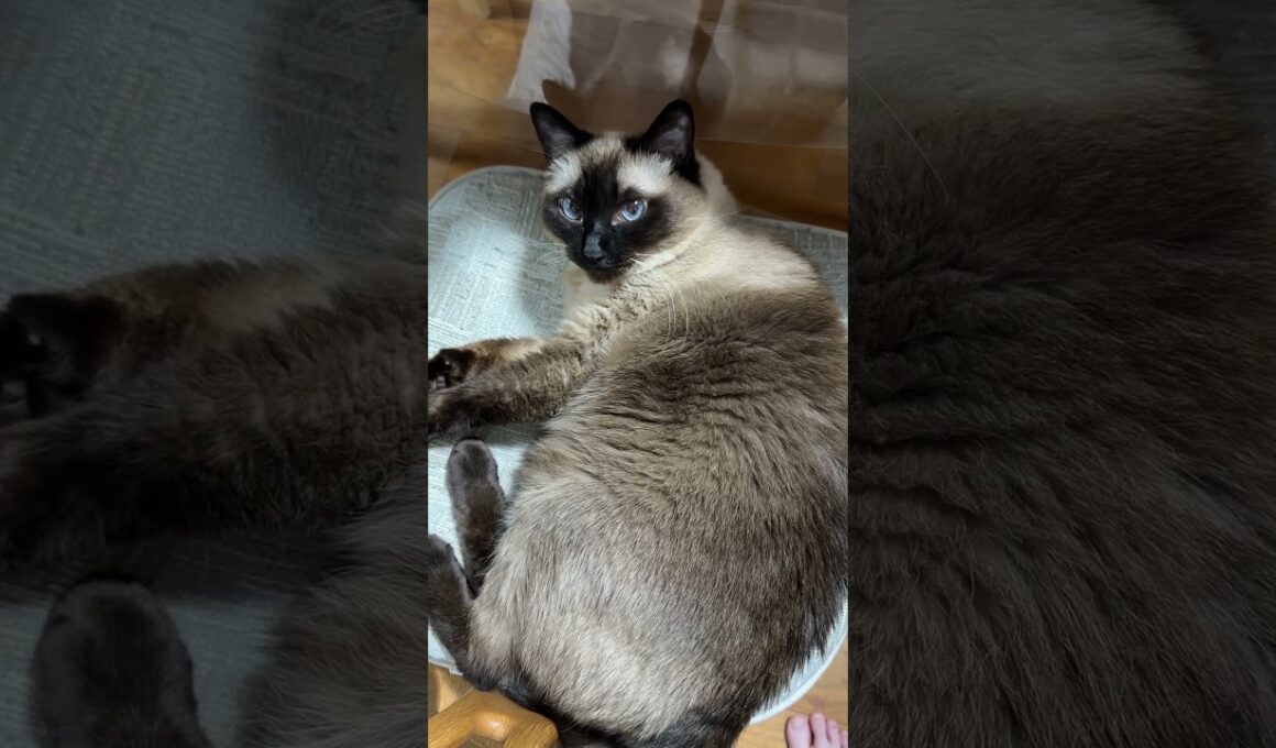 シャム猫のふくさん【たぬき猫】 #cat #しゃむねこ #猫のいる暮らし #猫好きさんと繋がりたい #ねこ #cutecat #cat