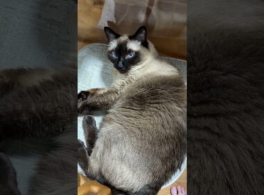 シャム猫のふくさん【たぬき猫】 #cat #しゃむねこ #猫のいる暮らし #猫好きさんと繋がりたい #ねこ #cutecat #cat
