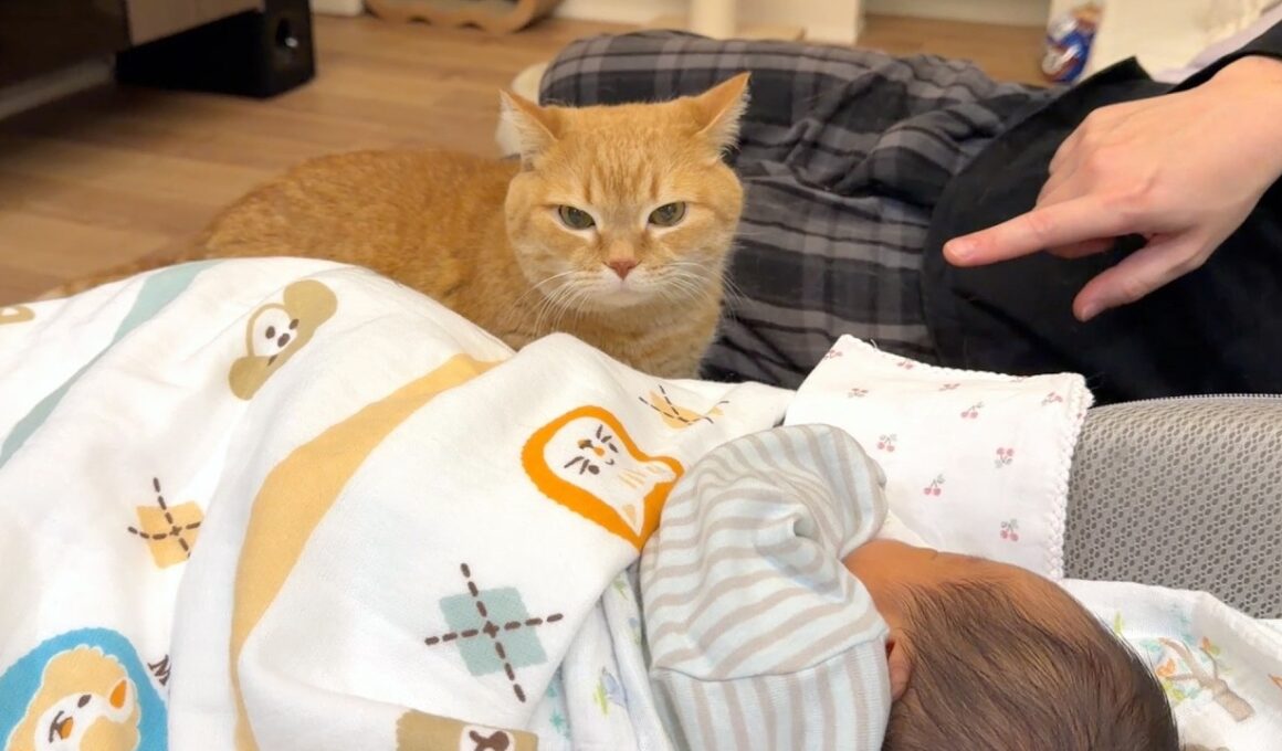 プリンが赤ちゃんにシャーッしなくなった瞬間