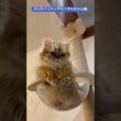 ぼんやり踊らないネコ#ペルシャ＃長毛猫#cat