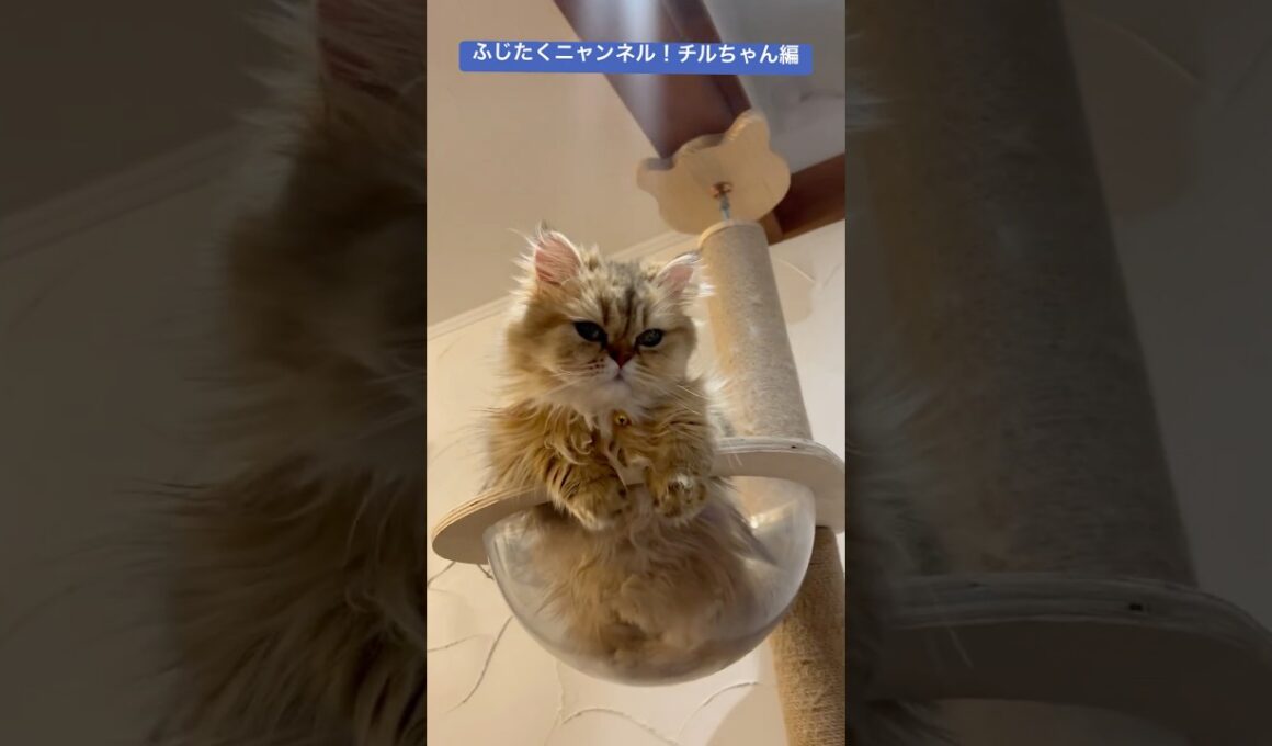 ぼんやり踊らないネコ#ペルシャ＃長毛猫#cat