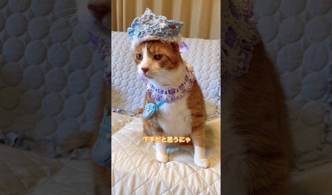 飼い主の歌を聴いた猫が言った言葉は？ #shorts #cat #猫のいる暮らし